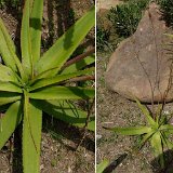 Aloe sp 8 (Benalmadena) P1120518.jpg